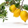 Dolceterra Limoncello Limited Edition Liqueur-1